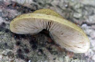 Crepidotus mollis side view. 